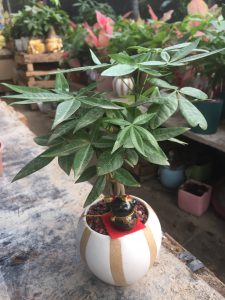 kim ngân búi xoắn mini