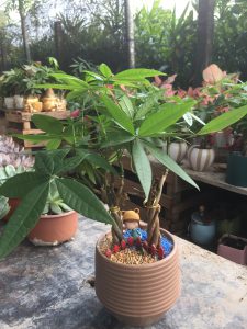 kim ngân búi xoắn mini