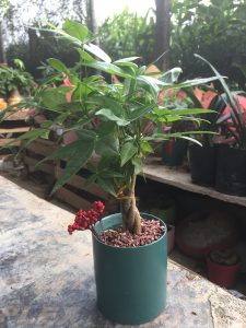 kim ngân búi xoắn mini