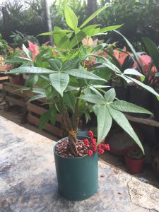 kim ngân búi xoắn mini