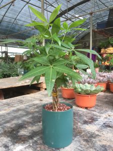 kim ngân búi xoắn mini