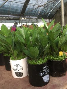 kim tiền kim phát tài