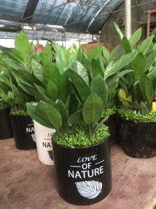 kim tiền kim phát tài