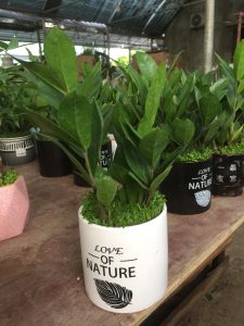 kim tiền kim phát tài