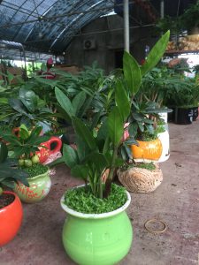 kim tiền kim phát tài