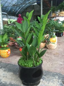 kim tiền kim phát tài