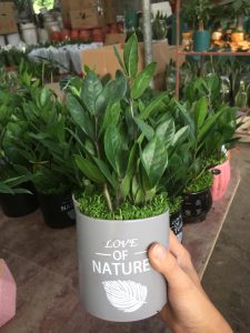 kim tiền kim phát tài