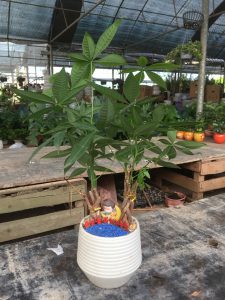 kim ngân búi xoắn mini