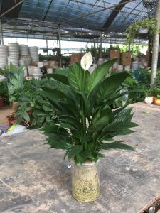 Lan Ý (chậu đất và thủy sinh)