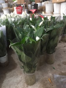 Lan Ý (chậu đất và thủy sinh)