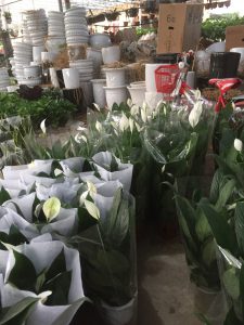 Lan Ý (chậu đất và thủy sinh)