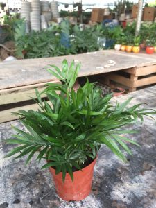 Cau Tiểu Trâm để bàn