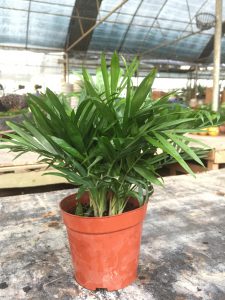 Cau Tiểu Trâm để bàn