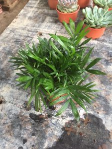 Cau Tiểu Trâm để bàn