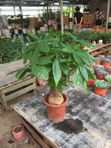 Cây Kim Ngân 1 thân lớn