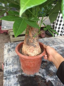 Cây Kim Ngân 1 thân lớn