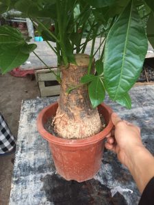 Cây Kim Ngân 1 thân lớn