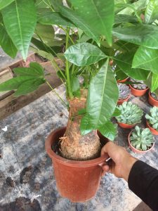 Cây Kim Ngân 1 thân lớn