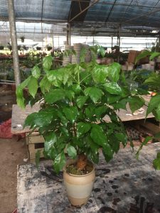 hạnh phúc thân tree