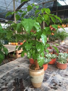 hạnh phúc thân tree