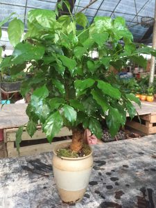 hạnh phúc thân tree