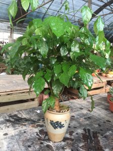 hạnh phúc thân tree