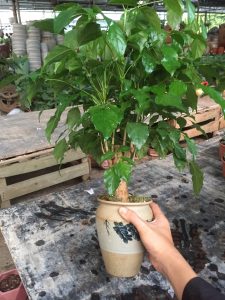 hạnh phúc thân tree