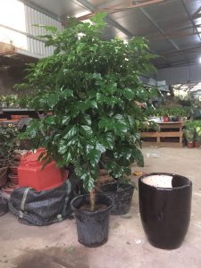 hạnh phúc thân tree