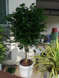 hạnh phúc thân tree