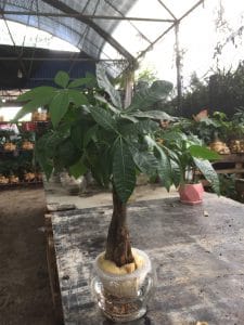 Kim Ngân thủy sinh búi xoắn