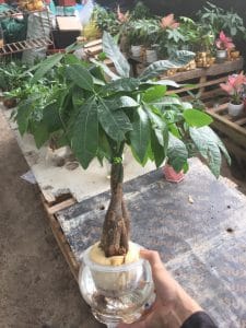 Kim Ngân thủy sinh búi xoắn