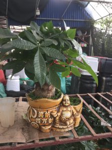 Cây Kim Ngân 1 thân lớn