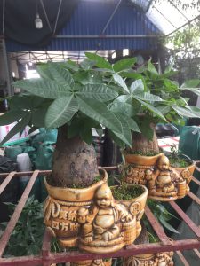 Cây Kim Ngân 1 thân lớn