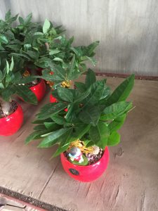 Kim Ngân 3 thân: cô cậu kiêu kỳ