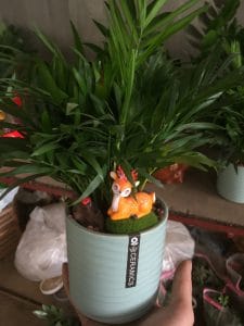 Cau Tiểu Trâm để bàn