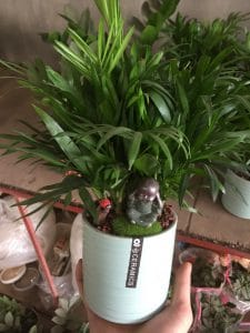 Cau Tiểu Trâm để bàn