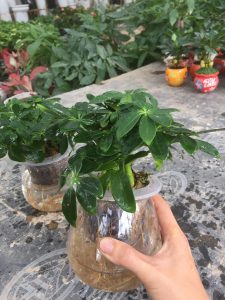 ngũ gia bì thủy sinh