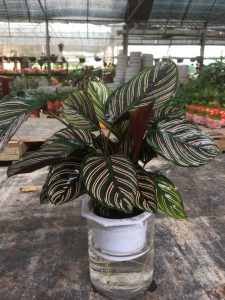 đuôi công lá sọc