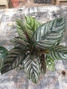 đuôi công lá sọc