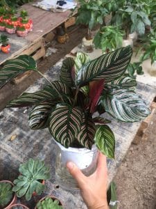 đuôi công lá sọc