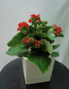 trường sinh hoa đỏ sống đời