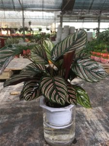 đuôi công lá sọc