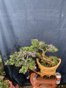 Linh Sam Bonsai Dáng Huyền - Trâu Kỷ Sửu Rước Tài Lộc