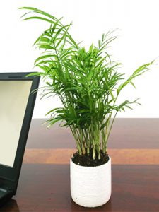 Cau Tiểu Trâm để bàn