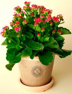 trường sinh hoa đỏ sống đời