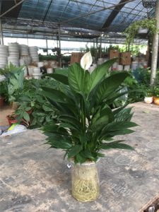 Lan Ý (chậu đất và thủy sinh)