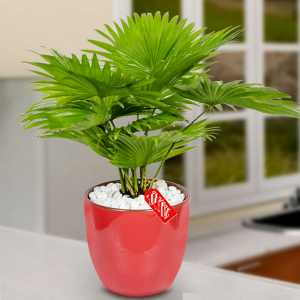 Cọ Lá Xẻ - Cọ Ta mini để bàn