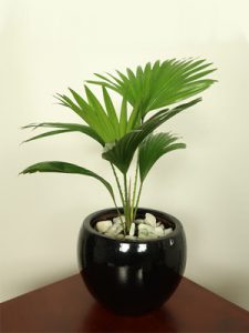 Cọ Lá Xẻ - Cọ Ta mini để bàn