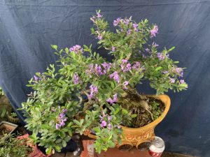 Linh Sam Bonsai Dáng Huyền - Trâu Kỷ Sửu Rước Tài Lộc