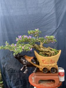 Linh Sam Bonsai Dáng Huyền - Trâu Kỷ Sửu Rước Tài Lộc